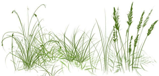 grass2.jpg